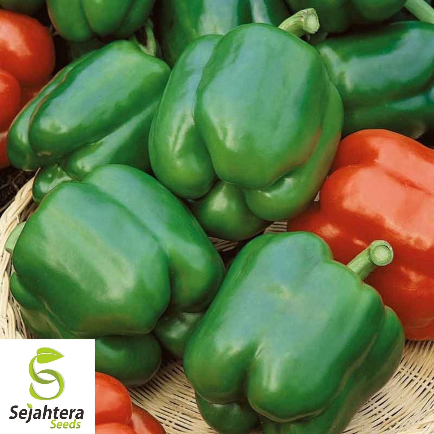 Yolo Wonder Pepper Seeds 100+ | Sweet Bell Vegetable NON-GMO USA