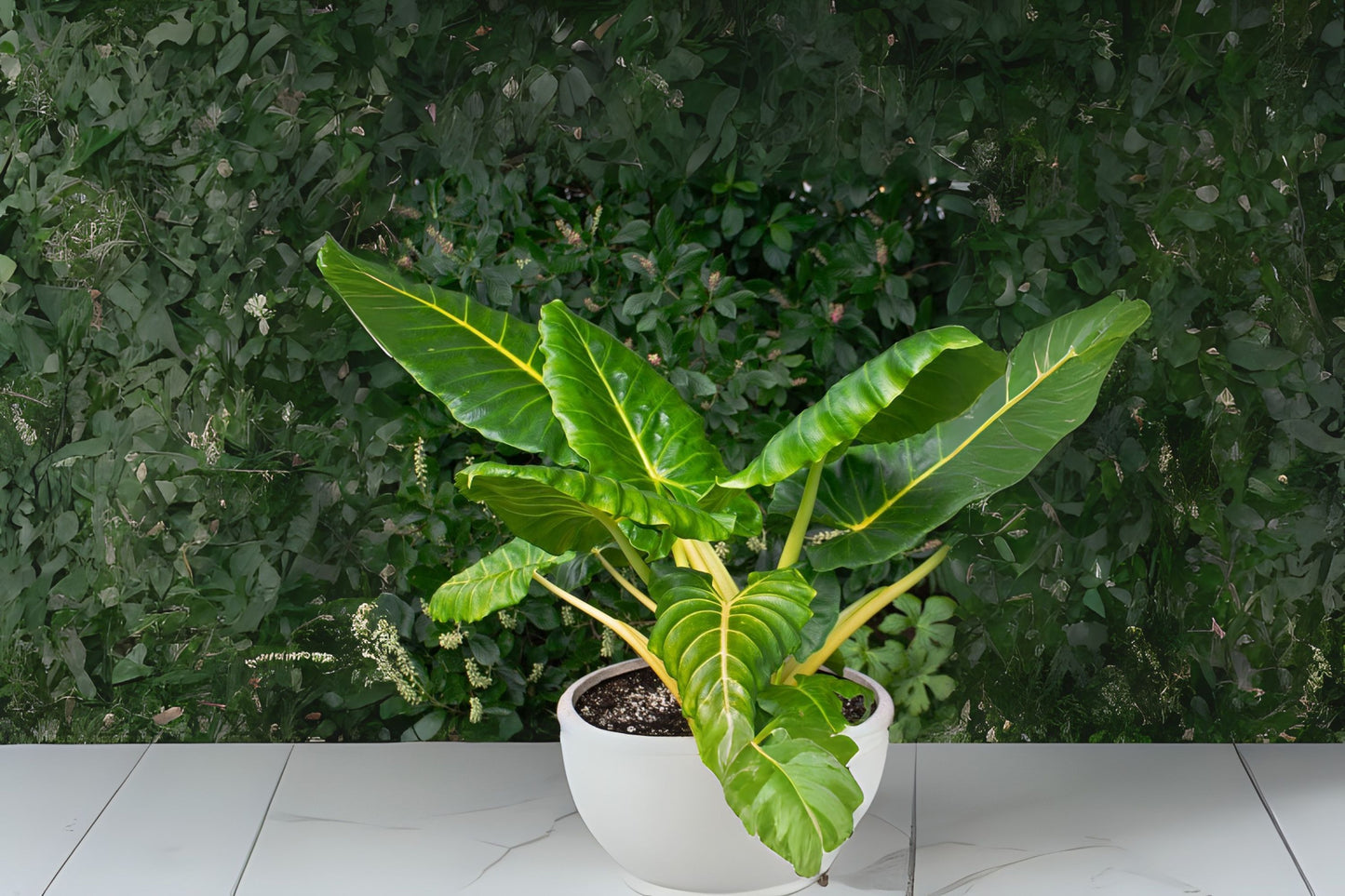Alocasia 'Lutea' Potted Plant - 10" Pot, Alocasia macrorrhiza Variegated Tropical Houseplant for Indoor Decor