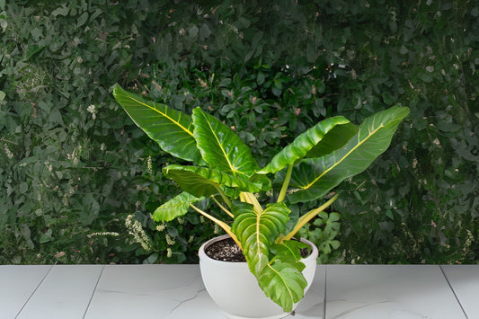 Alocasia 'Lutea' Potted Plant - 10" Pot, Alocasia macrorrhiza Variegated Tropical Houseplant for Indoor Decor
