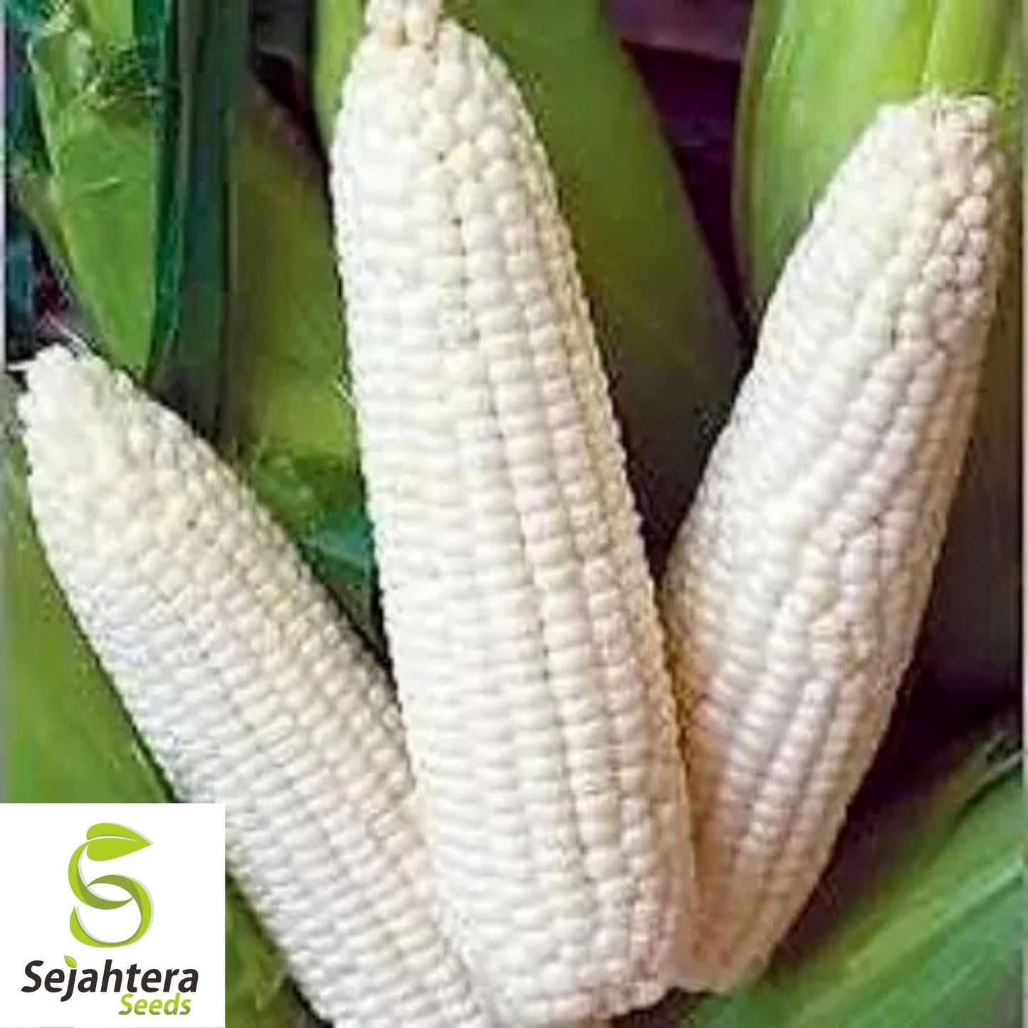 Trucker’s Favorite White Corn Seeds - 500+ Heirloom, Organic, Non-GMO & Fresh