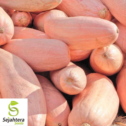 Pink Banana Jumbo Squash Seeds 15 Ct | Winter Vegetable NON-GMO USA