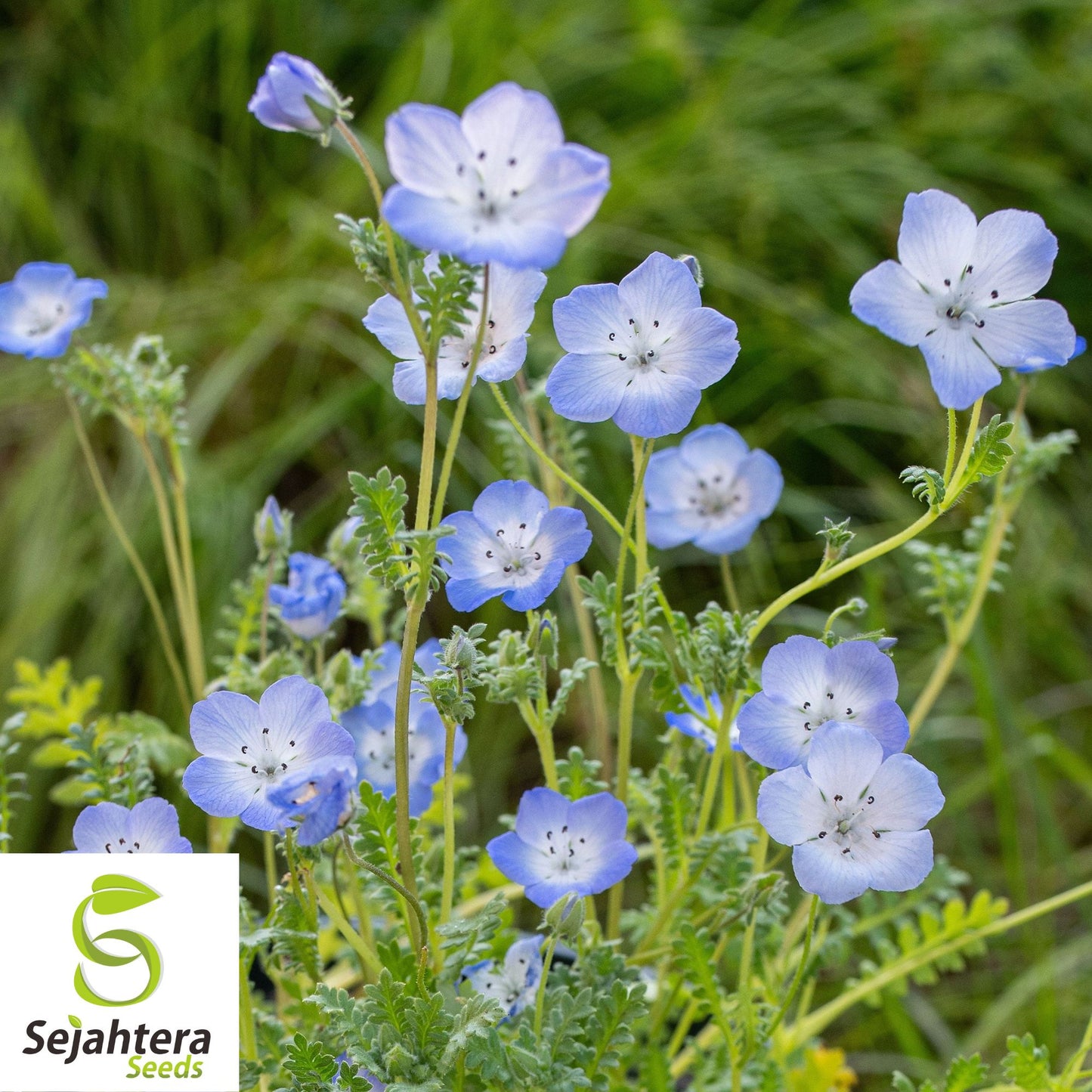 200+ Baby Blue Eyes Nemophila Seeds - Annual Wildflower, Non-GMO, Vibrant Blooms