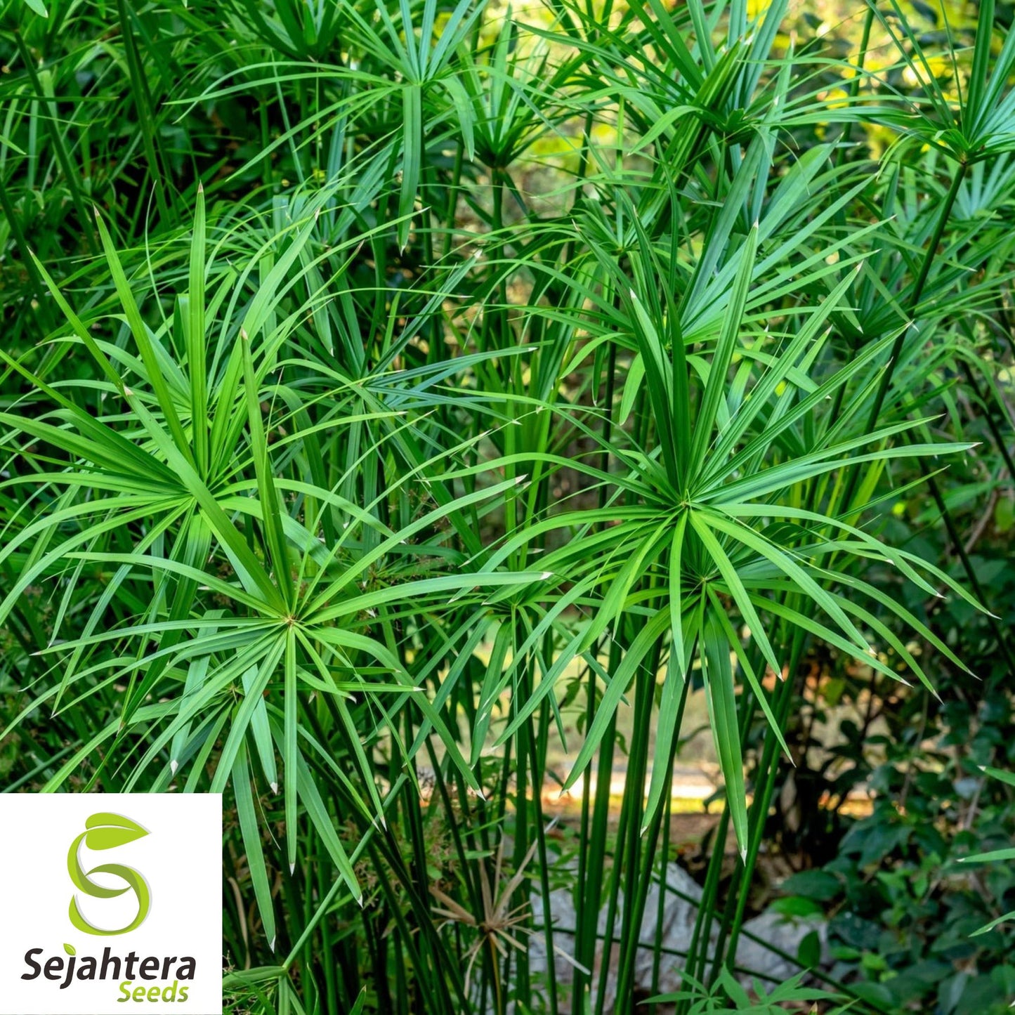 Umbrella Palm Seeds {Cyperus alternifolius} 50+ Seeds | Tropical Plant