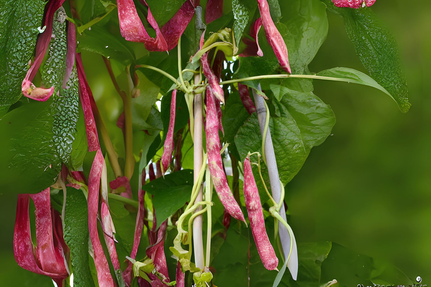 Borlotti Bean Cranberry Beans (Phaseolus vulgaris 'Borlotti')