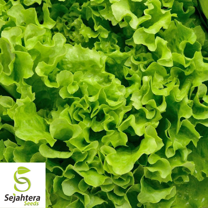 1000 Grand Rapids Lettuce Seeds - Non-GMO, Crisp & Fast-Growing Variety