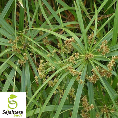 Umbrella Palm Seeds {Cyperus alternifolius} 50+ Seeds | Tropical Plant