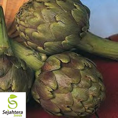 Artichoke Seeds 25 | Green Globe Vegetable Garden NON-GMO USA