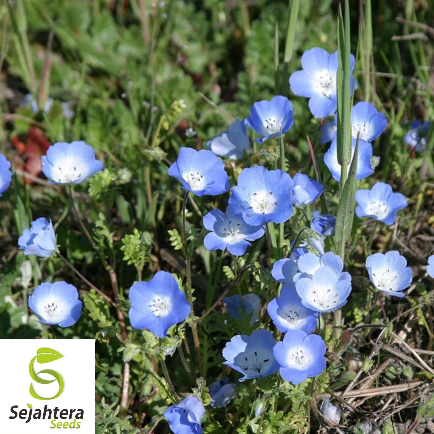 200+ Baby Blue Eyes Nemophila Seeds - Annual Wildflower, Non-GMO, Vibrant Blooms