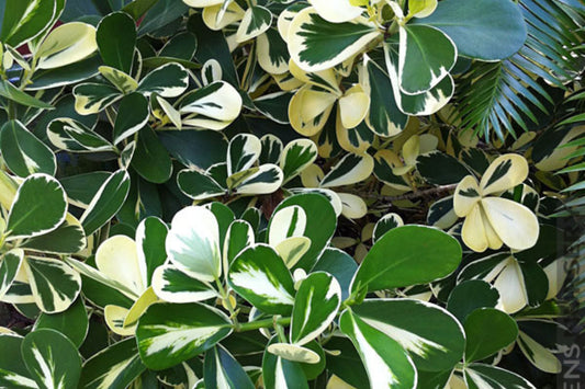 Clusia Variegated Plant in 14" Pot - Clusia rosea - Tropical Greenery for Home Decor, Indoor or Outdoor Gardening