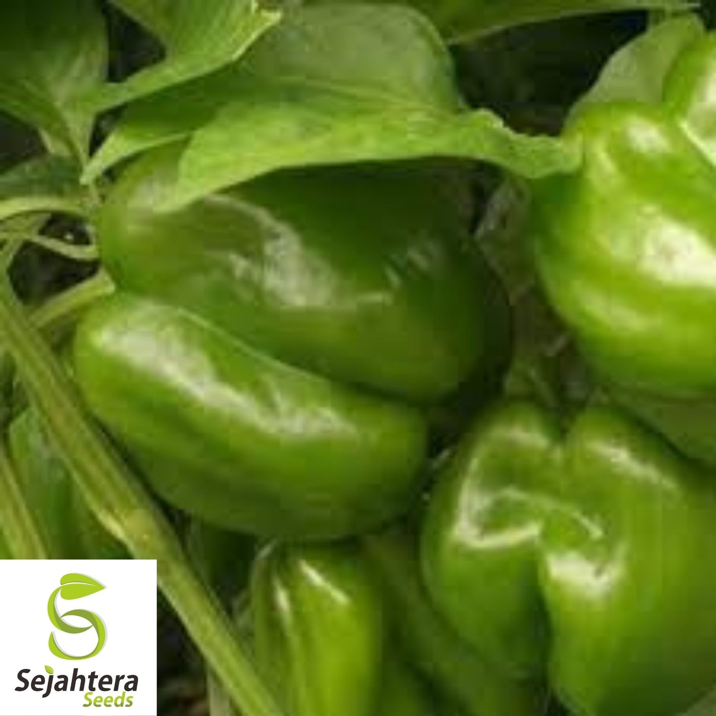 Yolo Wonder Pepper Seeds 100+ | Sweet Bell Vegetable NON-GMO USA