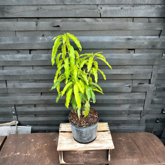 Florigon Mango Tree – Mangifera indica Grafted Live Tree | 3–4 Feet Tall | 3 Gallon Pot  Sweet & Early Season | Compact Grower | Fast Fruiting