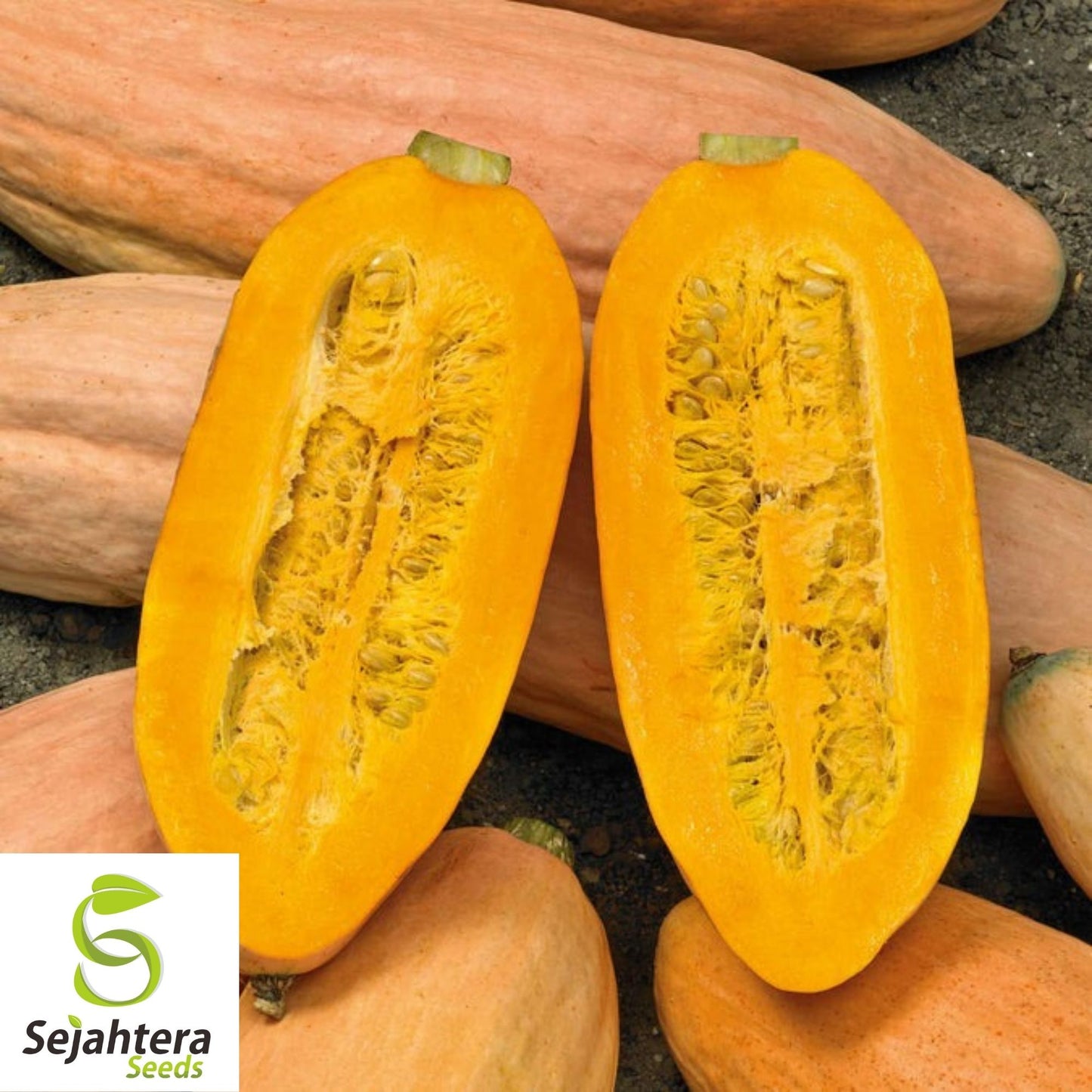 Pink Banana Jumbo Squash Seeds 15 Ct | Winter Vegetable NON-GMO USA