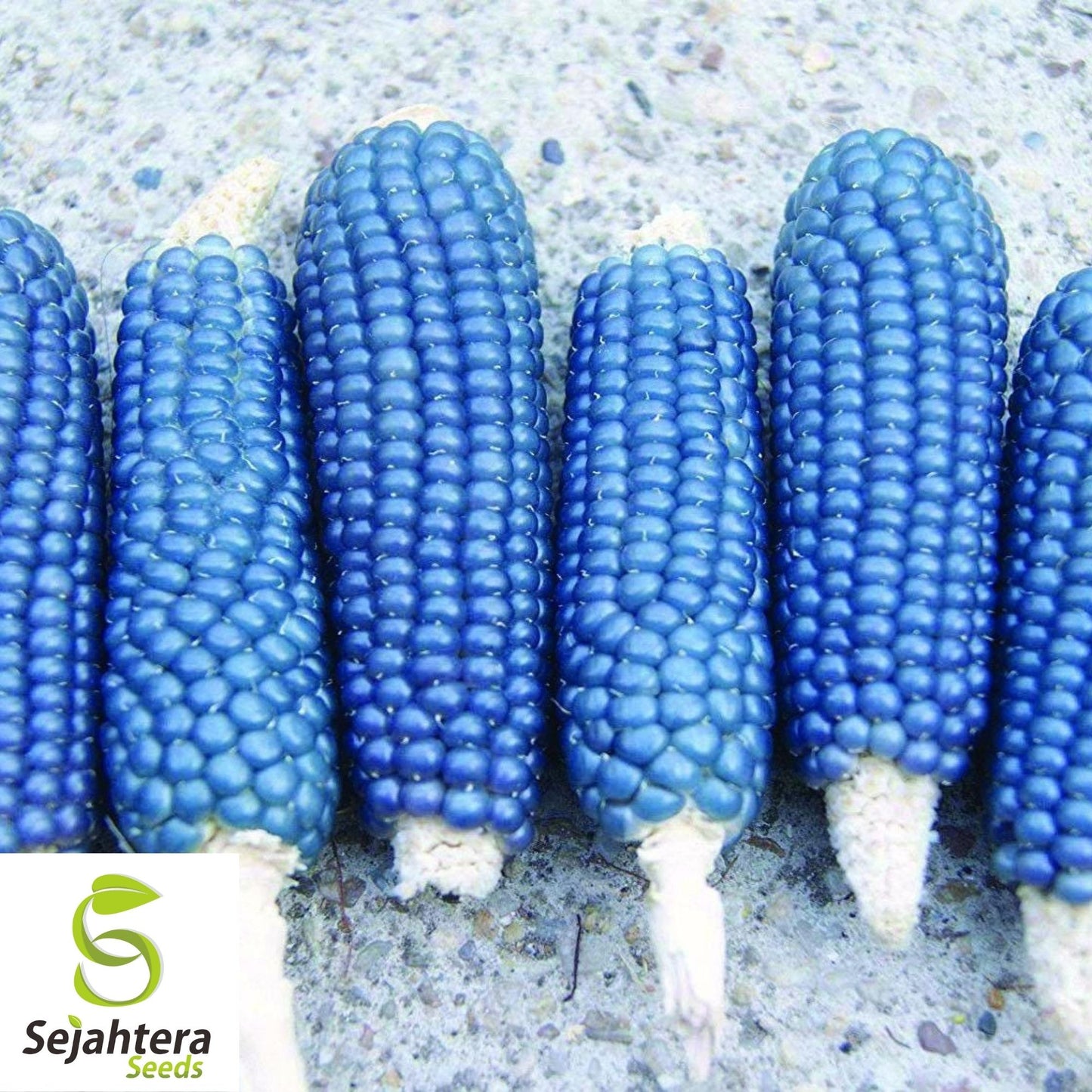25 Blue Miniature Popcorn Corn Seeds - Non-GMO, Unique Vegetable