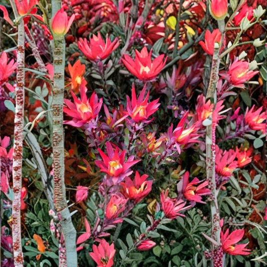 Leucadendron Salignum ‘Blush’ – Conebush Live Plant | 1–2 Feet Tall | Ships in 1 Gallon Pot  Bright Red New Growth | Drought Tolerant | Modern Landscape Favorite