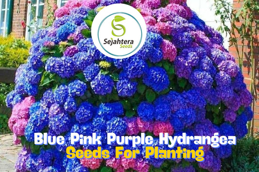 25 Blue Pink Purple Hydrangea Seeds | Hardy Perennial Flower Mix