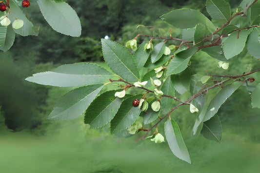 Chinese Corkbark Elm Lacebark Elm (Ulmus parvifolia 'Elsmo')