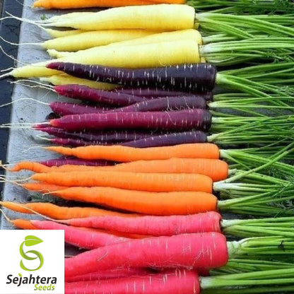 Rainbow Carrot Blend Seeds - 100+ Heirloom, Organic, Non-GMO & Fresh