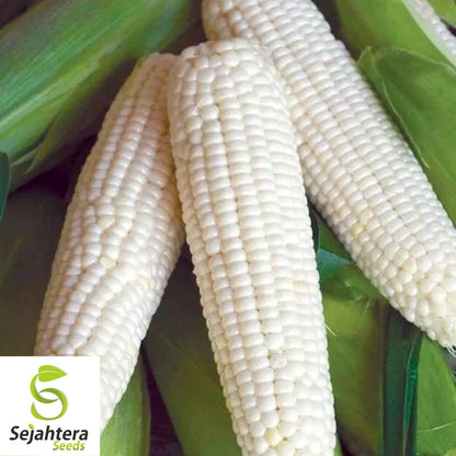 Trucker’s Favorite White Corn Seeds - 500+ Heirloom, Organic, Non-GMO & Fresh