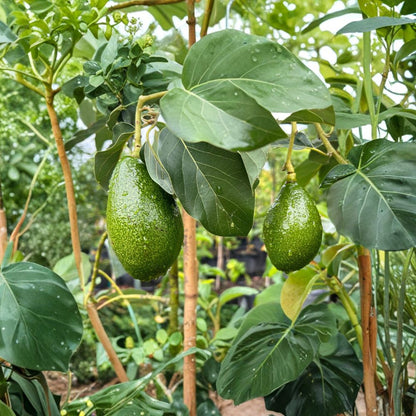 Utuado Avocado Tree – Persea americana  Rare Grafted Dwarf Avocado Tree | Type B Flowering 1 Gallon Nursery Pot • Compact & Cold Hardy
