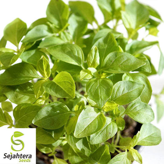 200 Lemon Basil Seeds - Non-GMO, Aromatic & Citrus-Flavored Herb