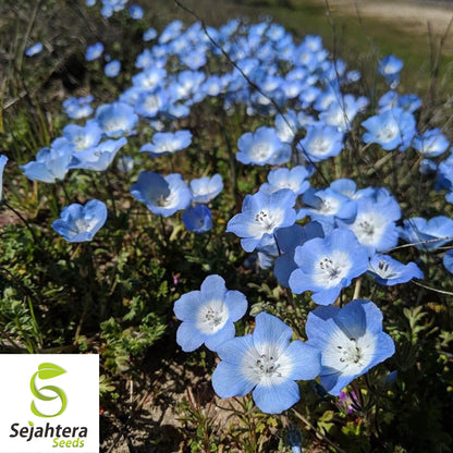 200+ Baby Blue Eyes Nemophila Seeds - Annual Wildflower, Non-GMO, Vibrant Blooms