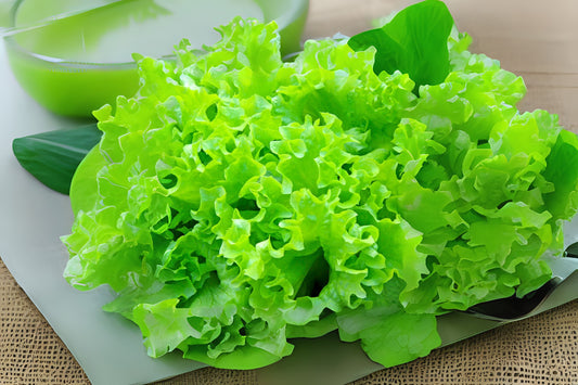 Salad Bowl Lettuce (Lactuca sativa 'Salad Bowl')