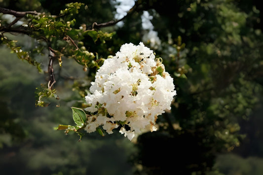 White Crape Myrtle Seeds 10 Pack - Organic Lagerstroemia indica - Hand Collected - White Flowering Tree Seeds