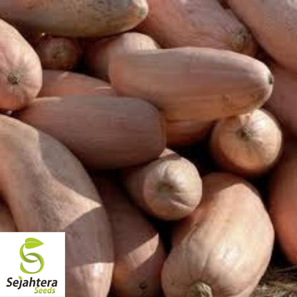 Pink Banana Jumbo Squash Seeds 15 Ct | Winter Vegetable NON-GMO USA