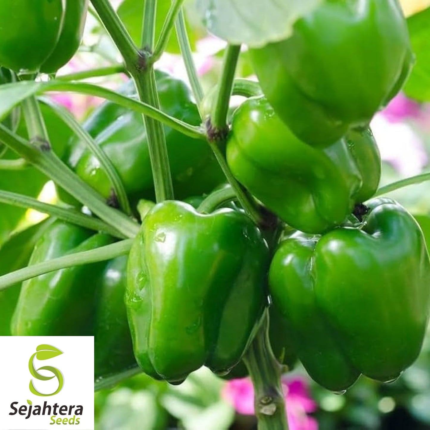 Yolo Wonder Pepper Seeds 100+ | Sweet Bell Vegetable NON-GMO USA