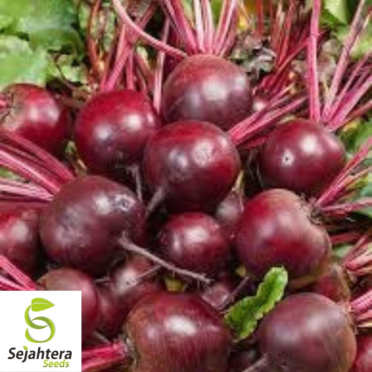 Detroit Dark Red Beet Seeds - 250+ Organic Heirloom - Sweet & Non-GMO