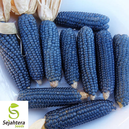 25 Blue Miniature Popcorn Corn Seeds - Non-GMO, Unique Vegetable