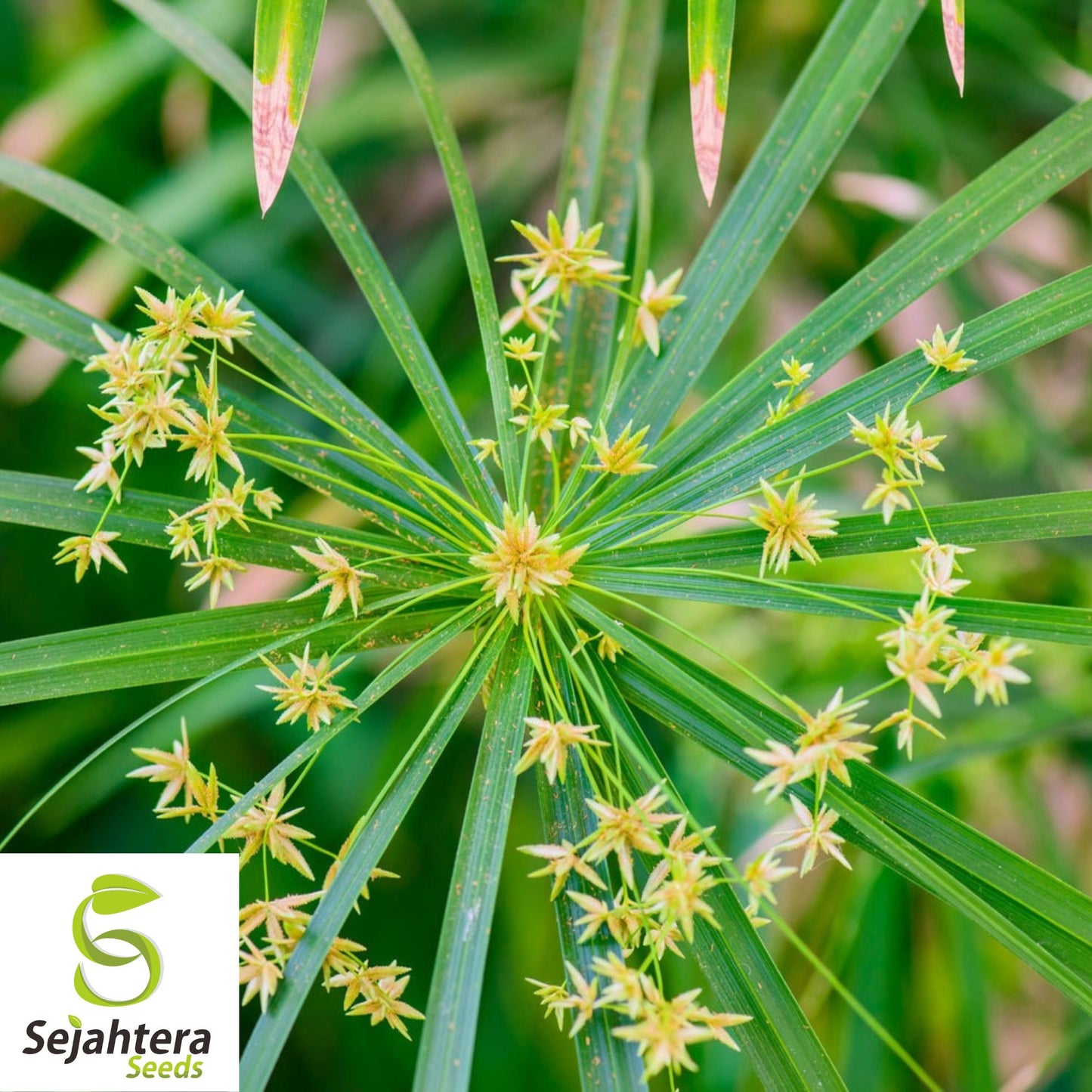 Umbrella Palm Seeds {Cyperus alternifolius} 50+ Seeds | Tropical Plant