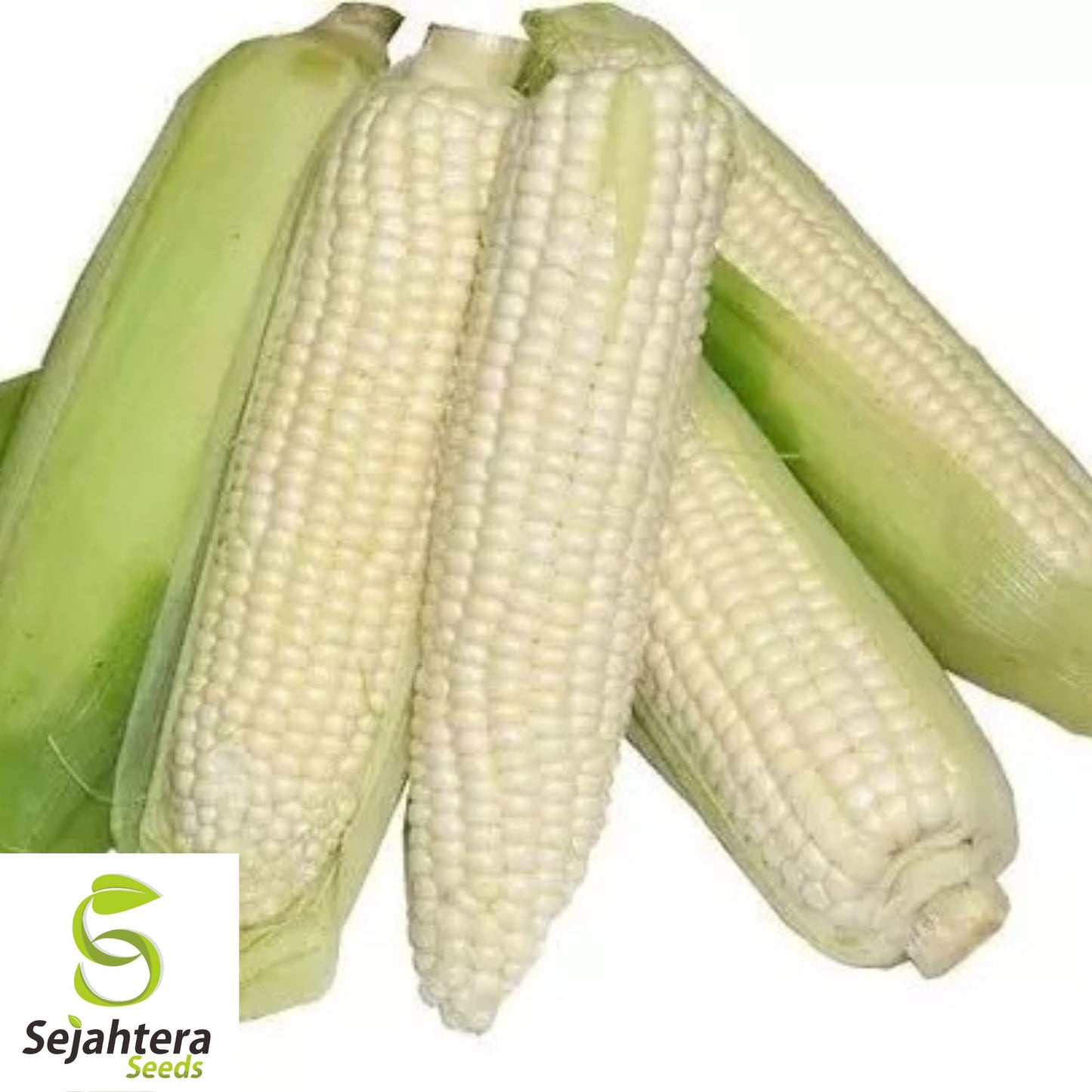 Trucker’s Favorite White Corn Seeds - 500+ Heirloom, Organic, Non-GMO & Fresh