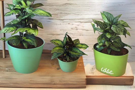 Calathea Beauty Star Plant - Medium Indoor Houseplant - Calathea roseopicta - Vibrant Foliage for Home Decor