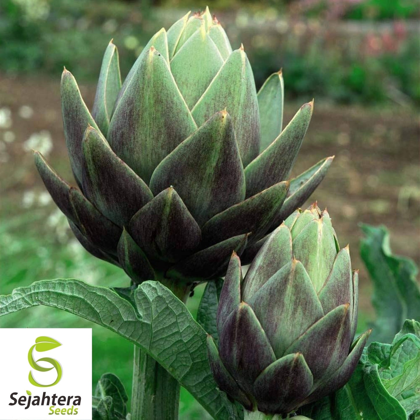 Artichoke Seeds 25 | Green Globe Vegetable Garden NON-GMO USA