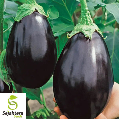 150 Black Beauty Eggplant Seeds - Non-GMO, Heirloom & High-Yield Variety