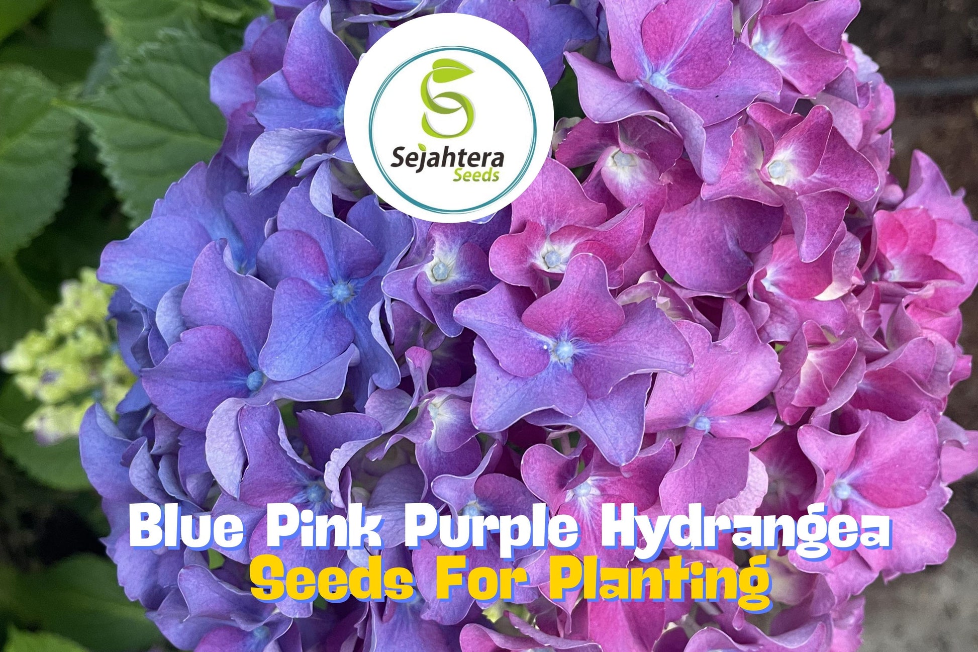 blue hydrangea flower seeds 25 Blue Pink Purple Hydrangea Seeds