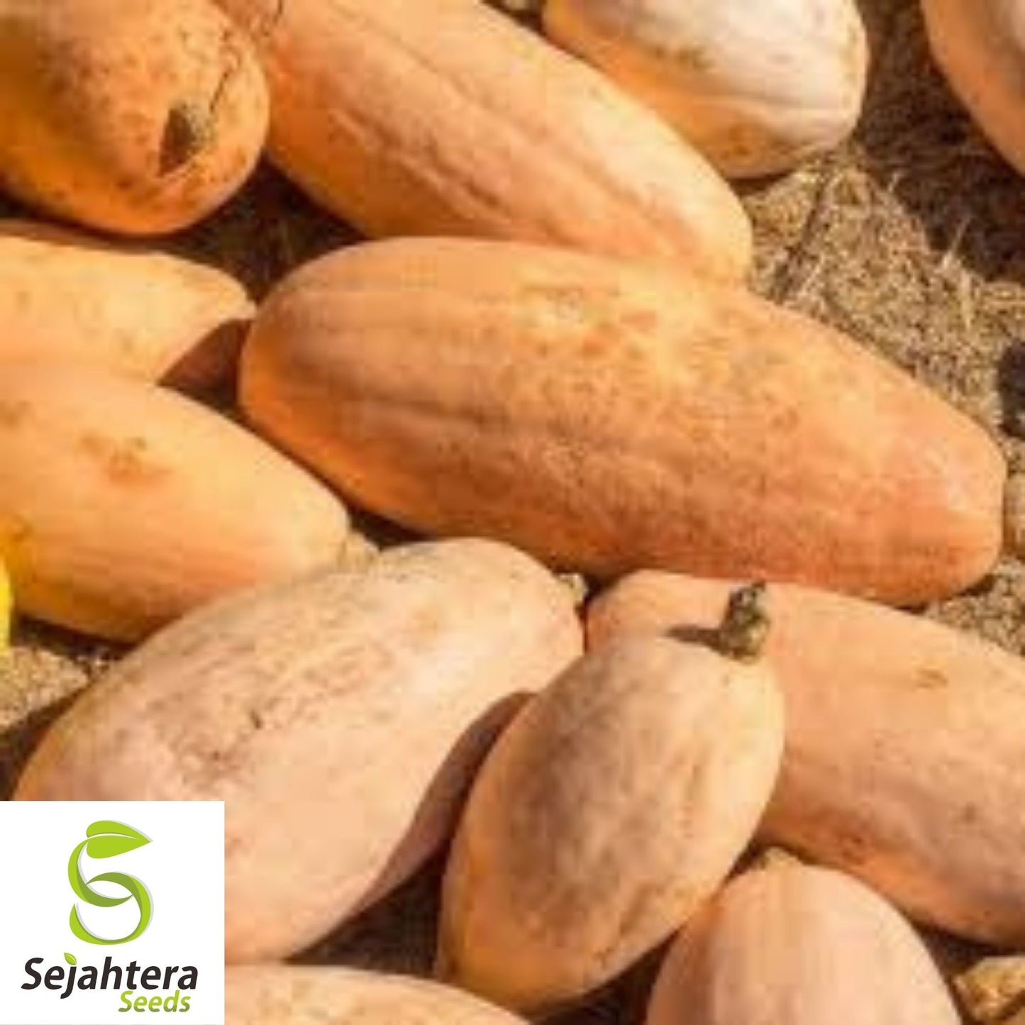 Pink Banana Jumbo Squash Seeds 15 Ct | Winter Vegetable NON-GMO USA