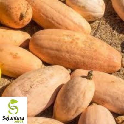Pink Banana Jumbo Squash Seeds 15 Ct | Winter Vegetable NON-GMO USA