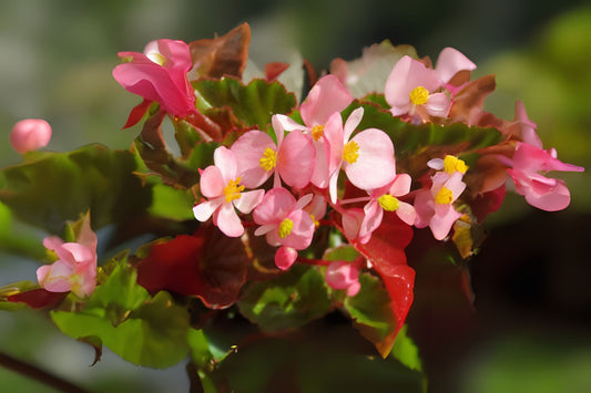Pink Begonia Plant 6" Pot - Charming Pink Flowers with Yellow Centers - Easy Care Indoor & Outdoor - Begonia x tuberhybrida