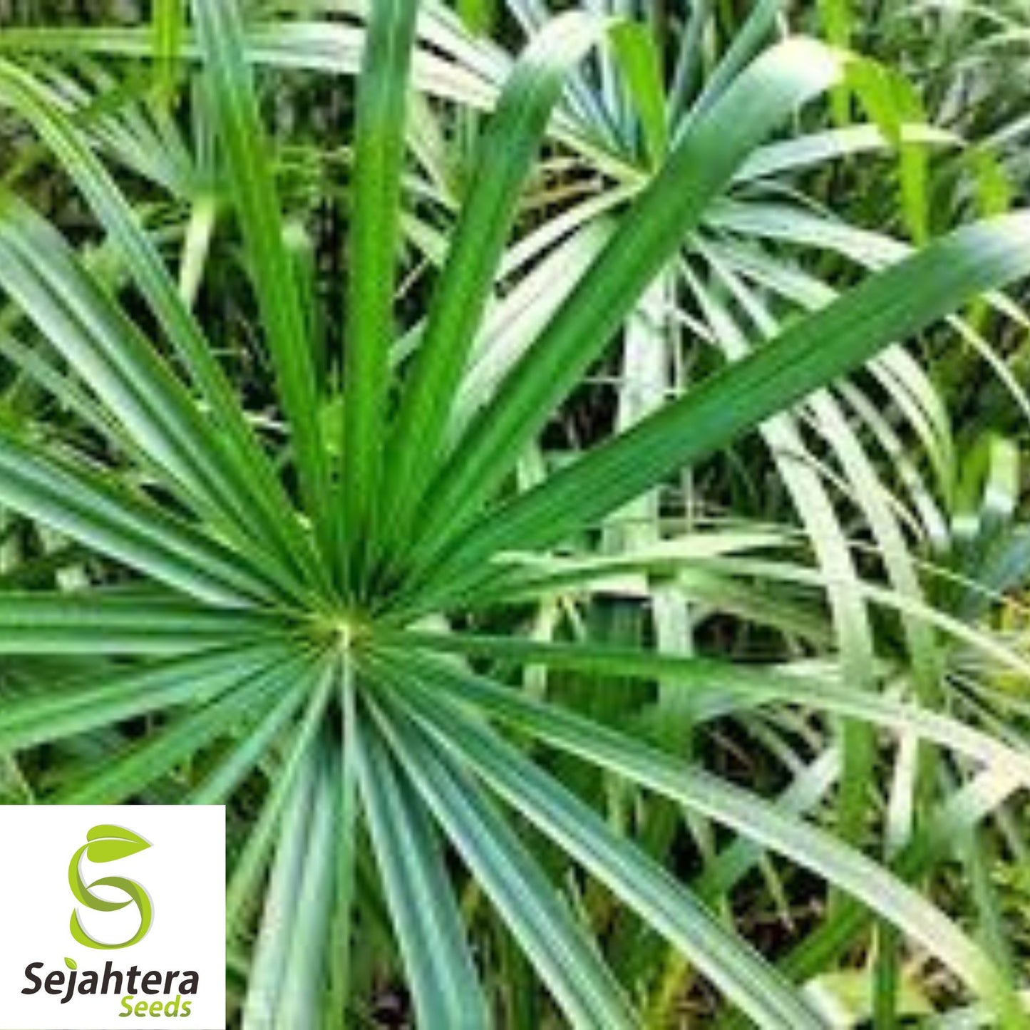 Umbrella Palm Seeds {Cyperus alternifolius} 50+ Seeds | Tropical Plant