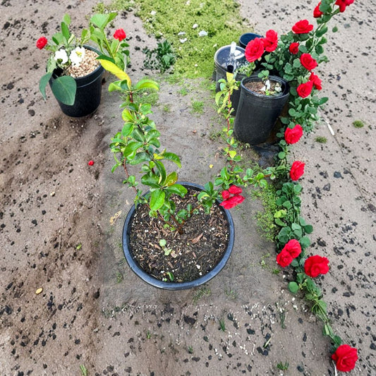 Double Take Scarlet Flowering Quince – Chaenomeles speciosa Live Flowering Shrub | Established Plant | Shipped in 1 Gallon Pot  Early Spring Bloomer | Bold Scarlet Double Flowers | Landscape Accent Shrub