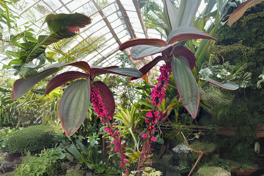 Medinilla ‘Gregori Hambali’ Plant in 6" Pot - Tropical Foliage & Pink Flowers - Rare Houseplant from Papua New Guinea