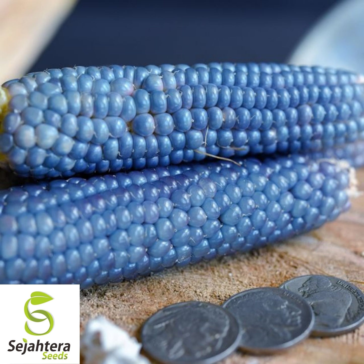 25 Blue Miniature Popcorn Corn Seeds - Non-GMO, Unique Vegetable
