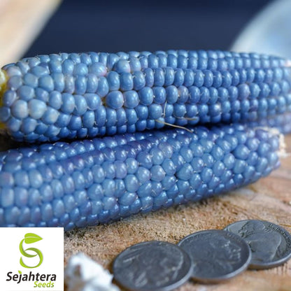 25 Blue Miniature Popcorn Corn Seeds - Non-GMO, Unique Vegetable