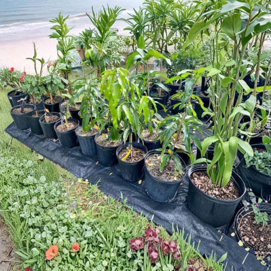 Jakarta Mango Tree – Mangifera indica Grafted Live Tree | 2–4 Feet Tall | Indian/West Indian Flavor  Bold & Resinous | Long Season | Ships to CA & PR