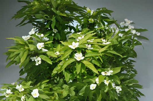 Medlar Showy Mespilus (Mespilus germanica)