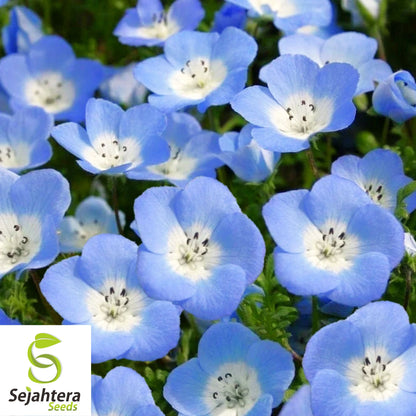 200+ Baby Blue Eyes Nemophila Seeds - Annual Wildflower, Non-GMO, Vibrant Blooms