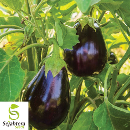 150 Black Beauty Eggplant Seeds - Non-GMO, Heirloom & High-Yield Variety