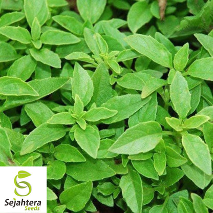 200 Lemon Basil Seeds - Non-GMO, Aromatic & Citrus-Flavored Herb